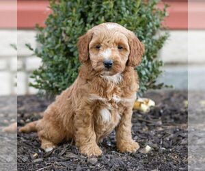 Goldendoodle (Miniature) Puppy for sale in LITITZ, PA, USA