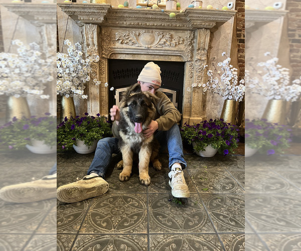 Medium Photo #6 German Shepherd Dog Puppy For Sale in SAINT CHARLES, MN, USA