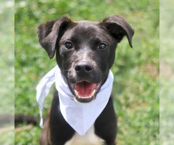 Medium Photo #1 Border Collie-Unknown Mix Puppy For Sale in San Antonio, TX, USA