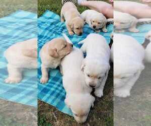 Labrador Retriever Litter for sale in OLYMPIA, WA, USA