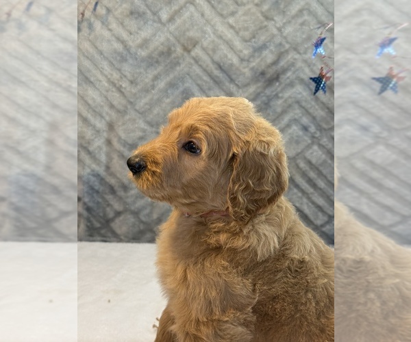 Medium Photo #3 Goldendoodle Puppy For Sale in LAKELAND, FL, USA