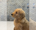 Small #2 Goldendoodle