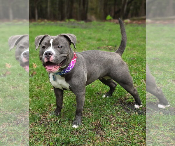 Medium Photo #6 American Pit Bull Terrier Puppy For Sale in Westminster, MA, USA