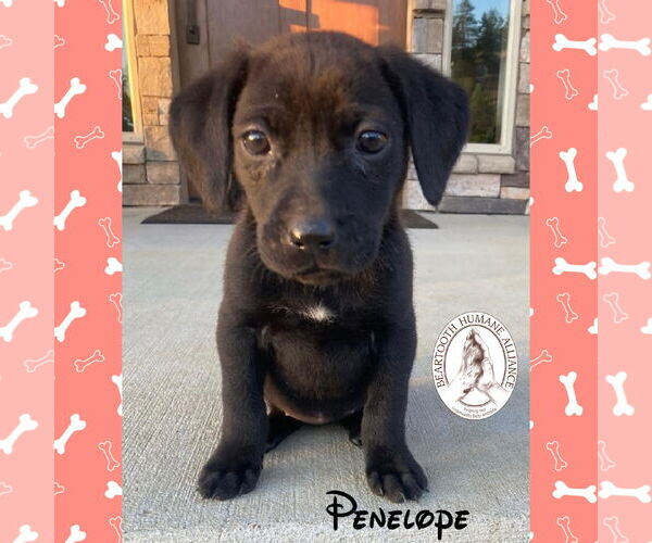 Medium Photo #4  Puppy For Sale in , 