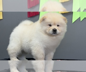 Chow Chow Puppy for sale in AUGUSTA, MI, USA
