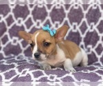 Small #1 French Bulldog-Jack Russell Terrier Mix