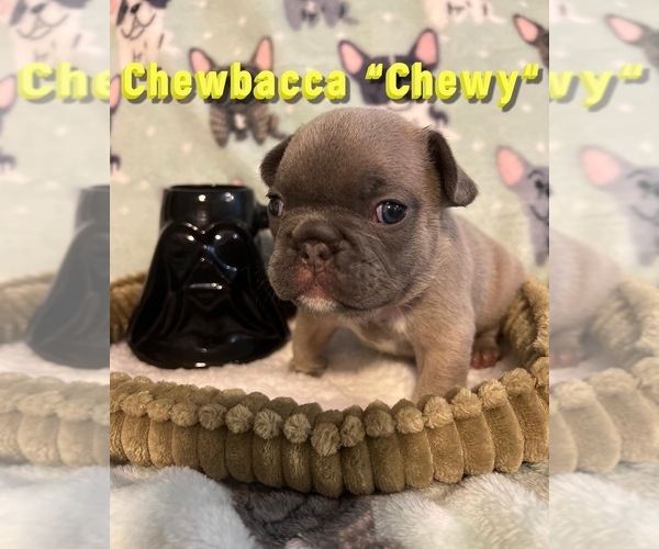 Medium Photo #1 French Bulldog Puppy For Sale in HASLET, TX, USA