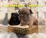 Small Photo #1 French Bulldog Puppy For Sale in HASLET, TX, USA