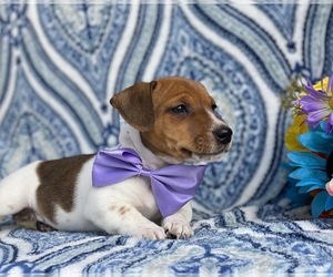 Jack Russell Terrier Puppy for sale in LANCASTER, PA, USA