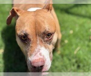 American Pit Bull Terrier Dogs for adoption in Tulsa, OK, USA
