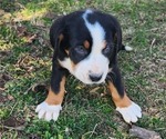 Small Photo #6 Greater Swiss Mountain Dog Puppy For Sale in PHOENIX, NY, USA