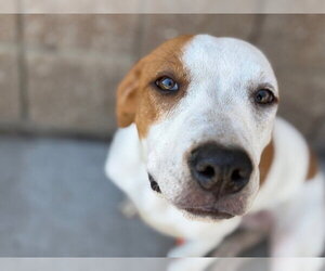 Treeing Walker Coonhound-Unknown Mix Dogs for adoption in Tulsa, OK, USA