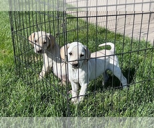 Bocker Puppy for Sale in CONVERSE, Indiana USA
