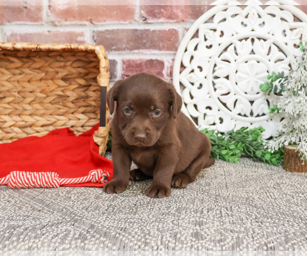 Medium Photo #1 Labrador Retriever Puppy For Sale in SYRACUSE, IN, USA