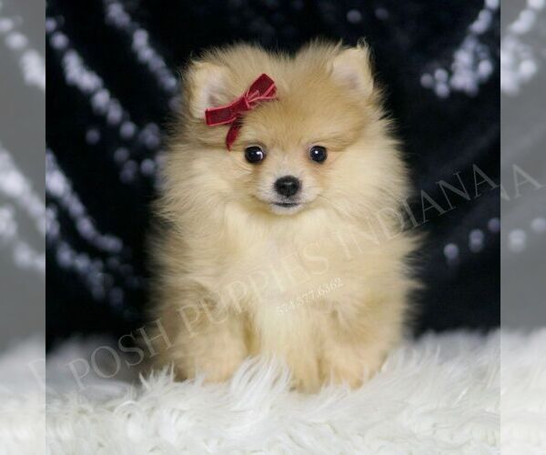 Medium Photo #1 Pomeranian Puppy For Sale in WARSAW, IN, USA