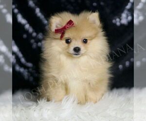 Pomeranian Puppy for sale in WARSAW, IN, USA