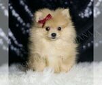 Small Pomeranian