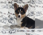 Small #7 Pembroke Welsh Corgi