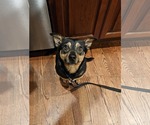 Small Miniature Pinscher Mix