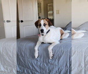 Lando (Recycle) - Female Anatolian Shepherd-Unknown Mix Dog for Adoption - Photo #3