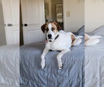 Small Photo #3 Anatolian Shepherd-Unknown Mix Puppy For Sale in Lindsay, CA, USA