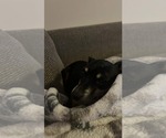 Small #4 Chiweenie