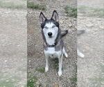 Small #1 Siberian Husky Mix