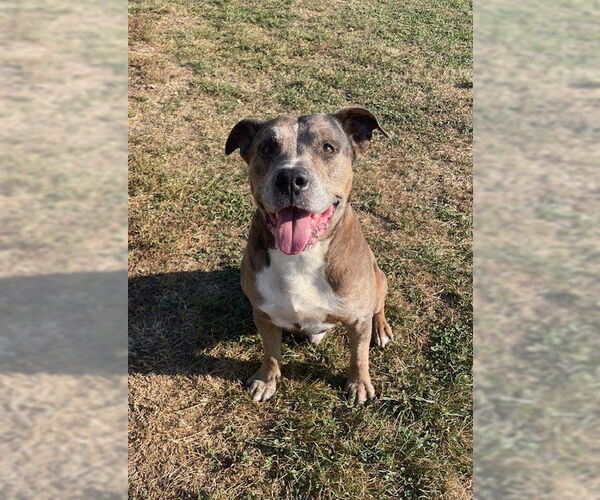 Medium Photo #1 American Pit Bull Terrier Puppy For Sale in Lee's Summit, MO, USA
