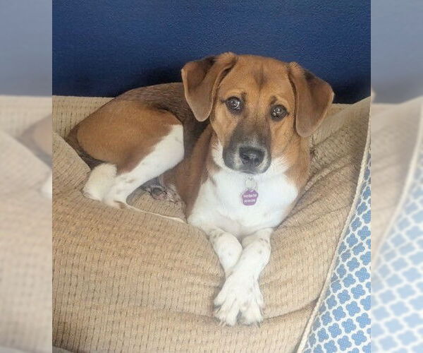 Medium Photo #1 Australian Shepherd-Beagle Mix Puppy For Sale in Genesee, WI, USA