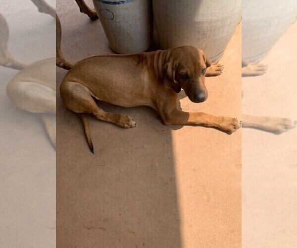 Medium Photo #2 Rhodesian Ridgeback Puppy For Sale in CORDELL, OK, USA