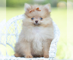 Image preview for Ad Listing. Nickname: Litter of 12
