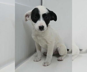 Lab-Pointer Dogs for adoption in Brewster, NY, USA