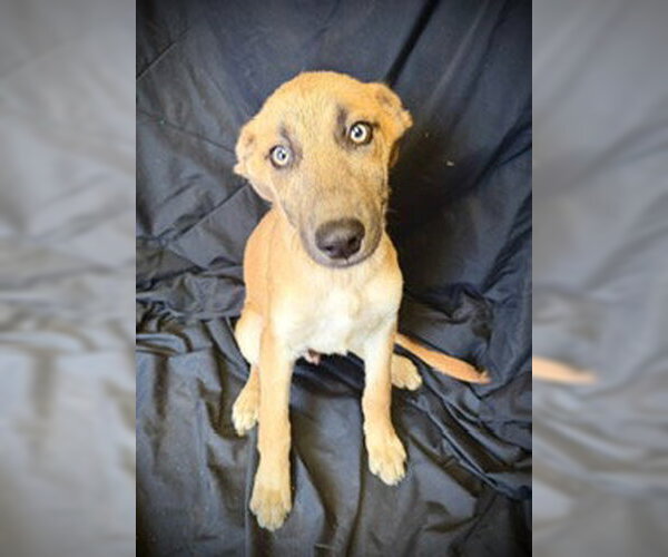Medium Photo #6 Mutt Puppy For Sale in Pleasanton, TX, USA