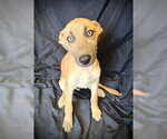 Small Photo #6 Mutt Puppy For Sale in Pleasanton, TX, USA