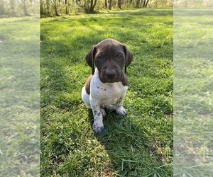 German Shorthaired Pointer Puppy for sale in WHITE HALL, MD, USA