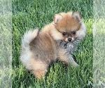 Small Photo #14 Pomeranian Puppy For Sale in SILEX, MO, USA