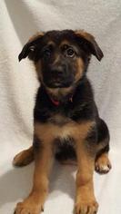 German Shepherd Dog Puppy for sale in MIDLOTHIAN, TX, USA