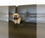 Small #2 Shih Tzu