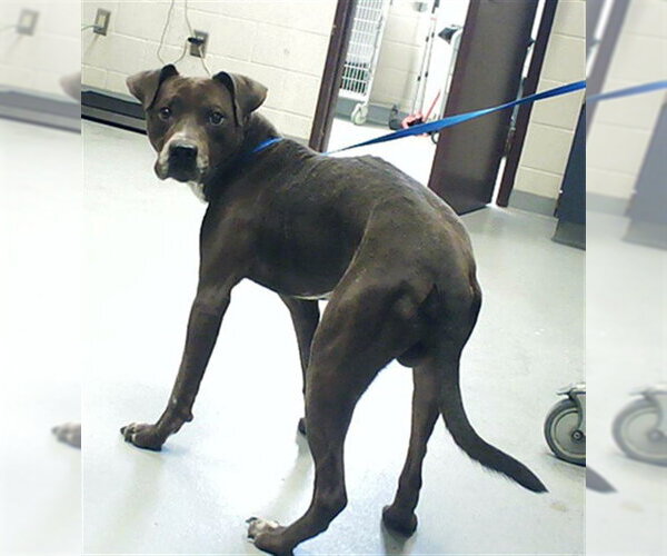 Medium Photo #1 Mutt Puppy For Sale in Fayetteville, NC, USA