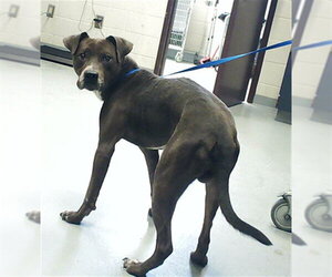 Mutt Dogs for adoption in Fayetteville, NC, USA