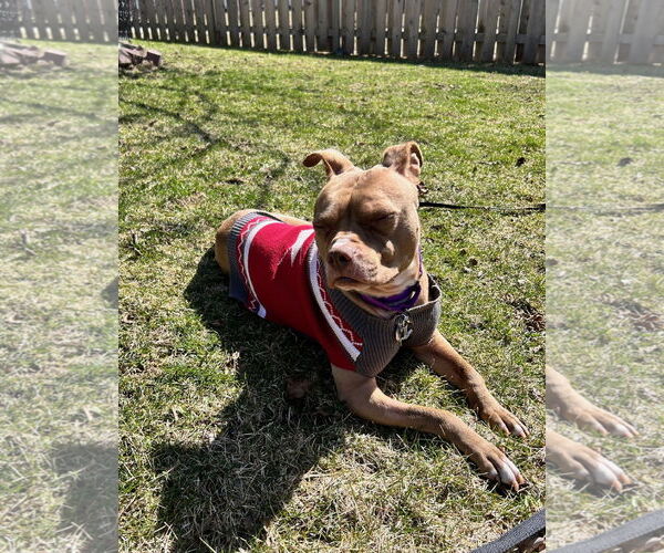 Medium Photo #9 American Pit Bull Terrier-Unknown Mix Puppy For Sale in Crete, IL, USA