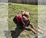 Small #8 American Pit Bull Terrier Mix