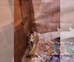 Small Photo #2 Siberian Husky Puppy For Sale in BELOIT, WI, USA