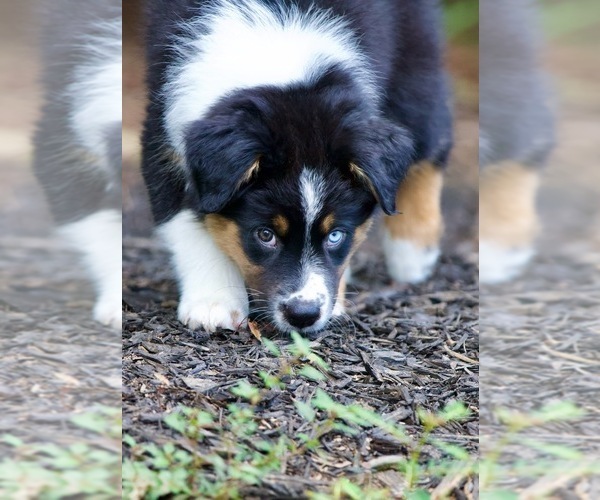 Medium Photo #10 Australian Shepherd Puppy For Sale in GREER, SC, USA