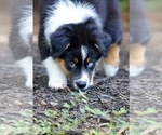 Small #9 Australian Shepherd