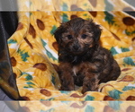Small #2 YorkiePoo