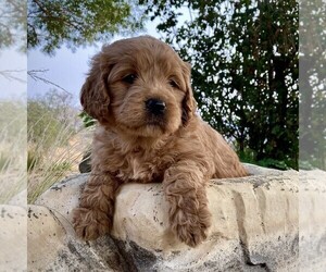 Goldendoodle-Poodle (Miniature) Mix Puppy for sale in SQUAW VALLEY, CA, USA