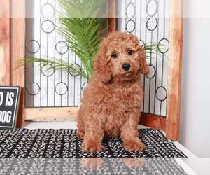 Goldendoodle (Miniature) Puppy for sale in NAPLES, FL, USA