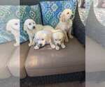 Small Photo #6 Golden Retriever Puppy For Sale in CITRUS HEIGHTS, CA, USA