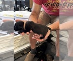 Small Photo #71 Cane Corso Puppy For Sale in REEVESVILLE, SC, USA